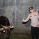 Sapi Kurban dari Kapolri Tiba di Kebonbaru, Kapolres Cirebon Kota Datang Langsung Melakukan Pengecekan